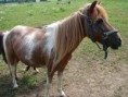 Lada (Shetland pony)
